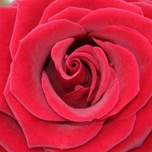 Meet your Posher, Aisha